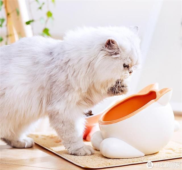 猫碗在哪里洗(猫洗澡在哪里洗)