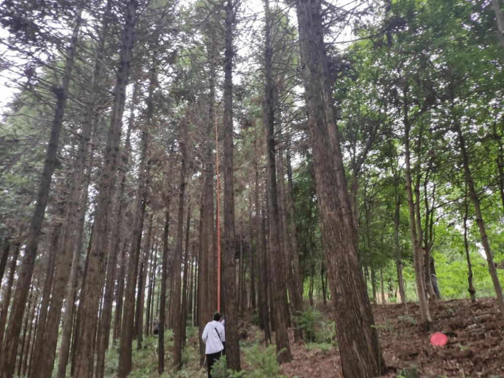 下洋林在哪(下洋林工业区)