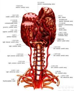 动脉在哪个位置(颈动脉在哪个位置)