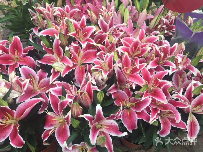 乌鲁木齐花卉市场在哪(乌鲁木齐植物园花卉市场)