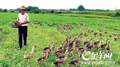 关于陕西养鹅基地在哪的信息