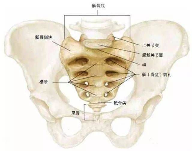 人的尾骨在哪里的简单介绍