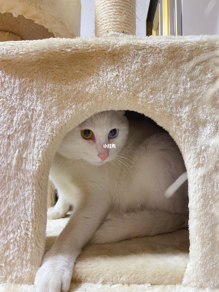 躲猫猫躲在哪(躲猫猫躲在哪里不容易被发现)
