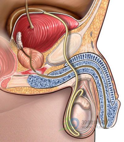 前列在哪里(前庭大腺在哪里)