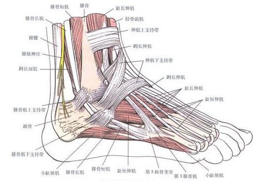 关节囊在哪里(髋关节囊肿怎么治疗)