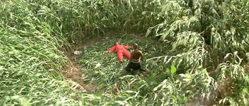 关于红高粱玉米地在哪一集的信息