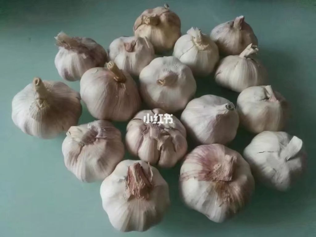 在哪买大蒜(在哪买大闸蟹好)