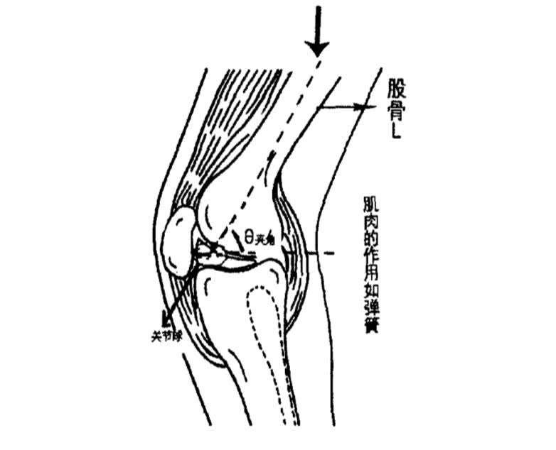 膝盖在哪(膝盖在人体作用)