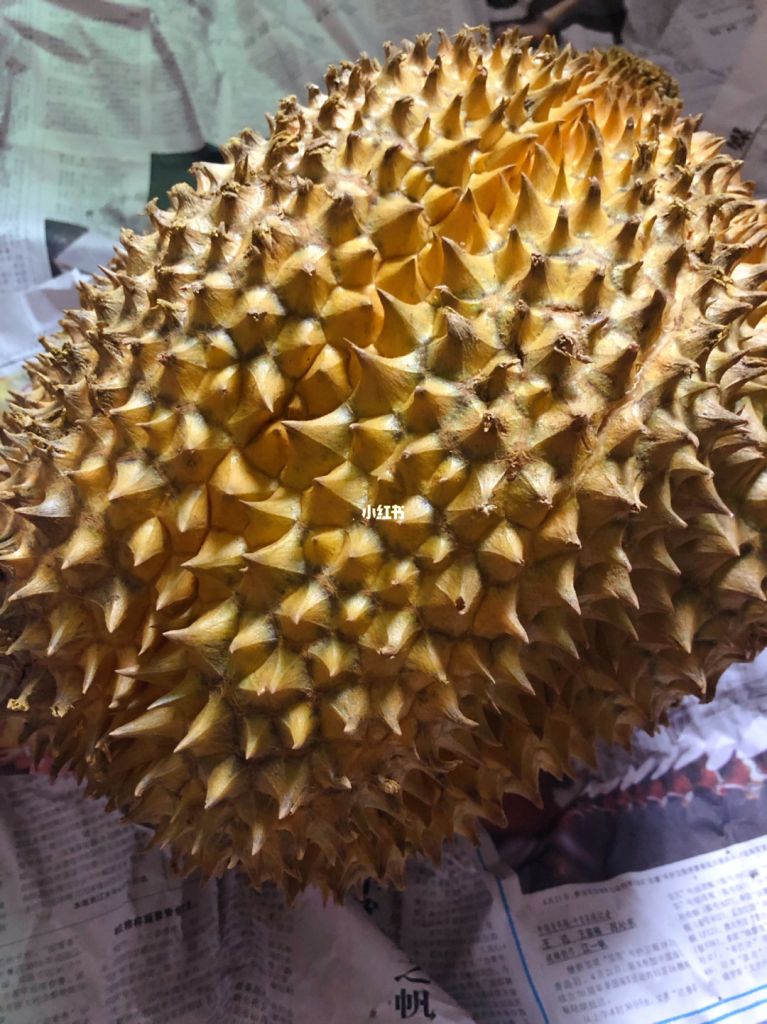 广州榴莲批发市场在哪(骞垮窞姒磋幉鎵瑰彂甯傚満)