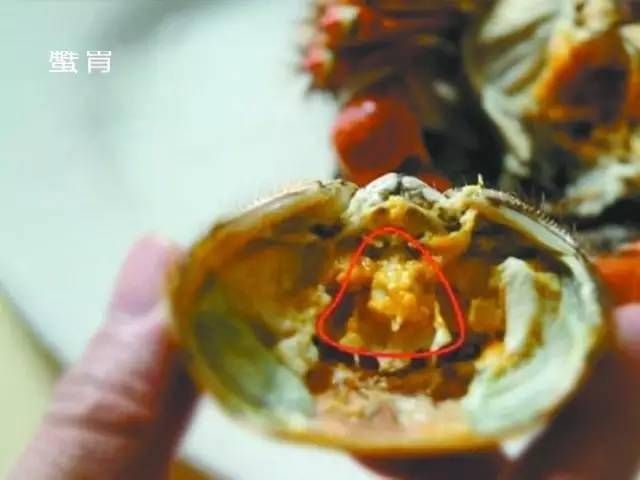 大闸蟹心在哪(大闸蟹型号区别)