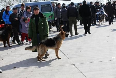 潍坊最大的狗市在哪里(潍坊最大的狗市在哪里2020)