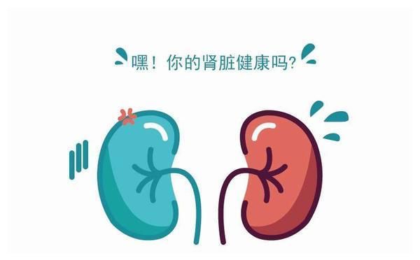 两肾在哪里(两个肾的位置在哪里)