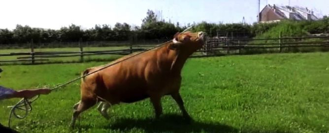 一头牛在哪(一头牛大概多少钱)