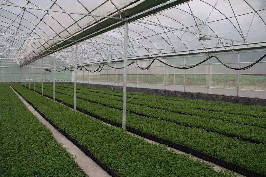 重庆种植业政府补贴项目的简单介绍