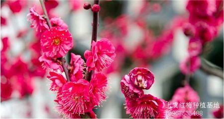 红梅现在哪(红梅香烟价格表和图片)