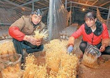 包含适合1一2人在家创业的项目的词条