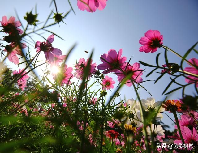 三亚花海在哪(三亚凤凰花海)