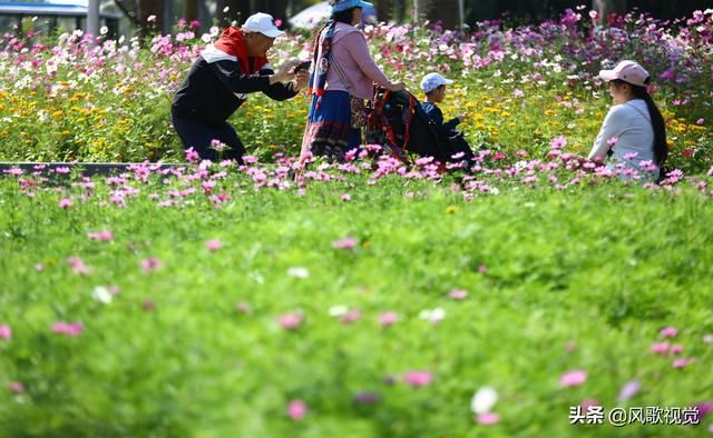 三亚花海在哪(三亚凤凰花海)