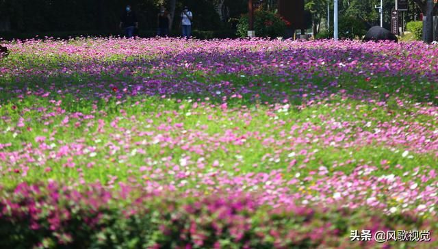 三亚花海在哪(三亚凤凰花海)