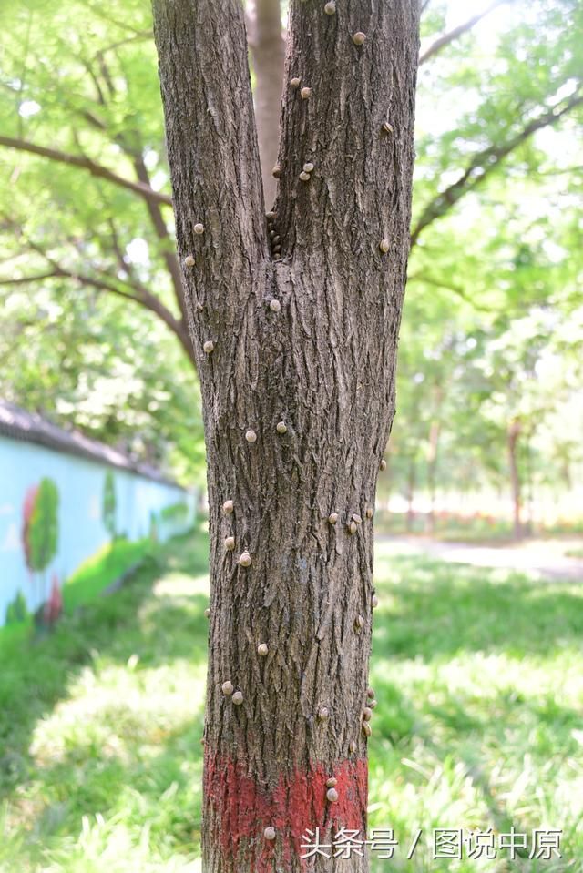 蜗牛都在哪里(蜗牛小镇在哪里)