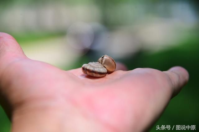 蜗牛都在哪里(蜗牛小镇在哪里)