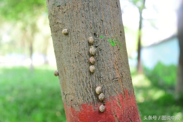 蜗牛都在哪里(蜗牛小镇在哪里)