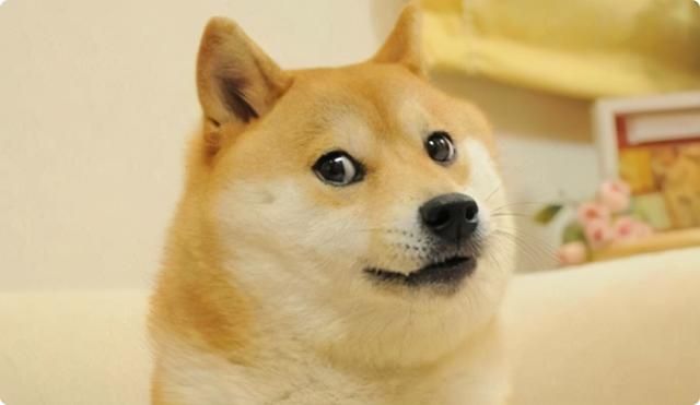 狗狗币在哪里买(狗狗币在哪里交易)