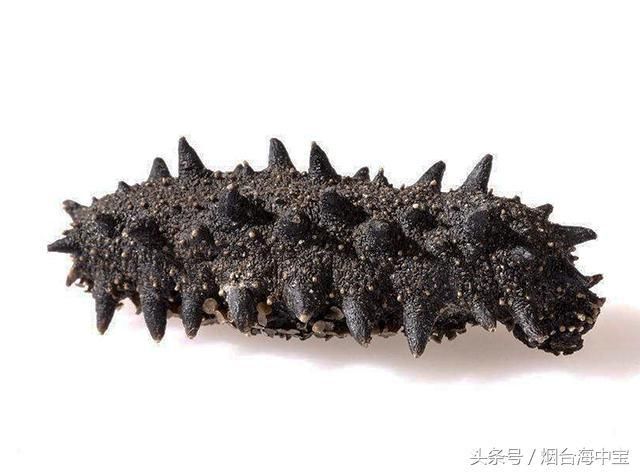 海参在哪买(海参在海底的图片)