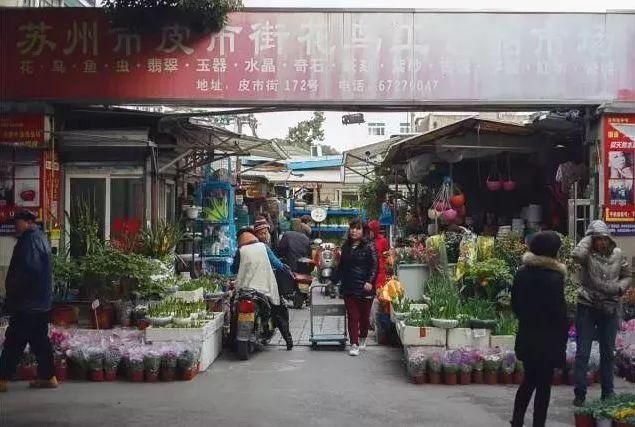 苏州新花鸟市场在哪里(苏州最大的花鸟鱼市场在哪里)