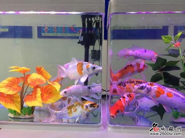 苏州新花鸟市场在哪里(苏州最大的花鸟鱼市场在哪里)