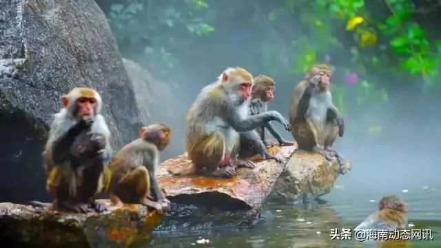 海南猴岛在哪(海南猴岛旅游景点介绍)