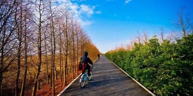 上海湿地公园在哪里(上海湿地公园有哪些)