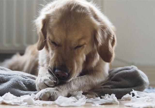 犬齿在哪(犬齿在哪里)