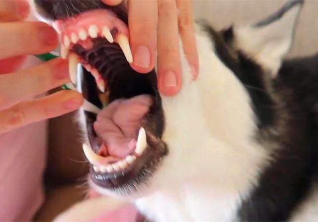 犬齿在哪(犬齿在哪里)