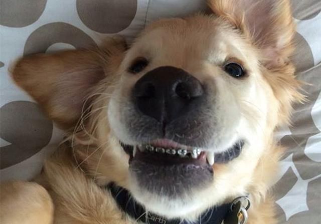 犬齿在哪(犬齿在哪里)