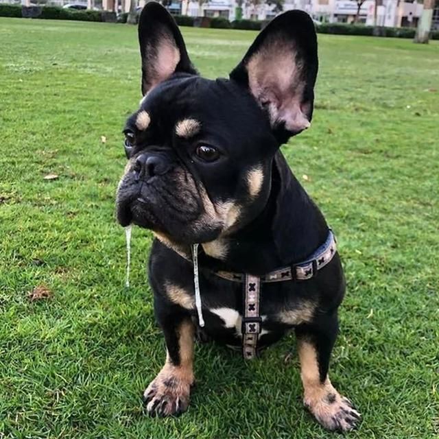 犬齿在哪(犬齿在哪里)