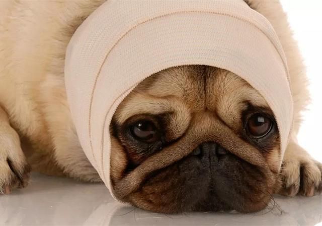 犬齿在哪(犬齿在哪里)