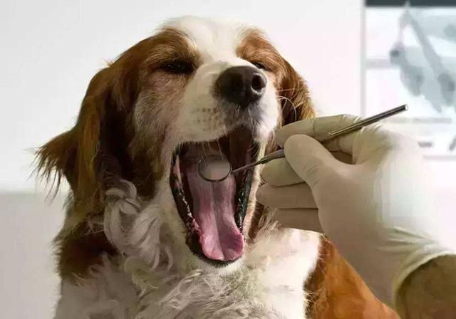 犬齿在哪(犬齿在哪里)