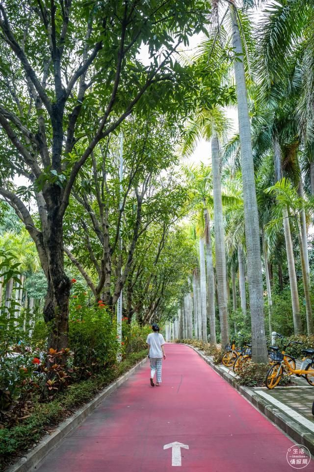 深圳华侨城在哪(深圳华侨城在哪里)