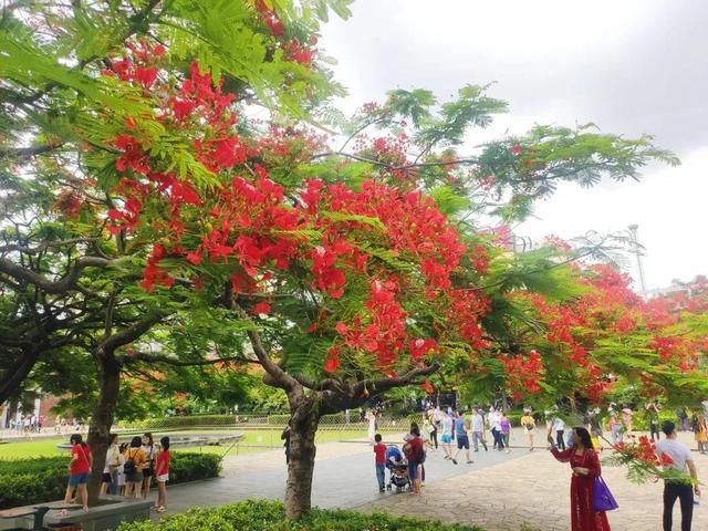 深圳华侨城在哪(深圳华侨城在哪里)