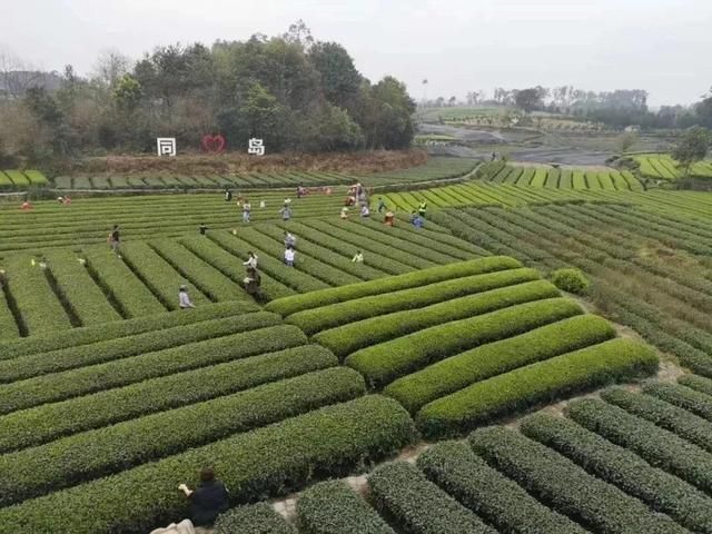关于蒲江城区在哪的信息
