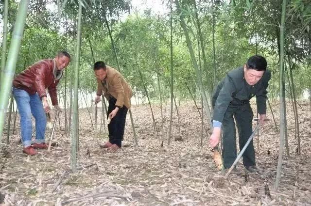 关于蒲江城区在哪的信息