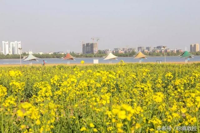 临沂油菜花基地在哪(临沂油菜花基地在哪里)