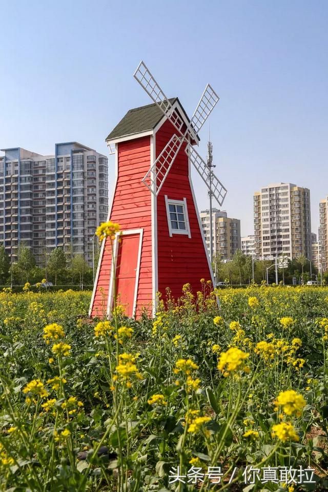 临沂油菜花基地在哪(临沂油菜花基地在哪里)