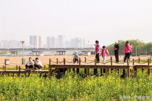 临沂油菜花基地在哪(临沂油菜花基地在哪里)