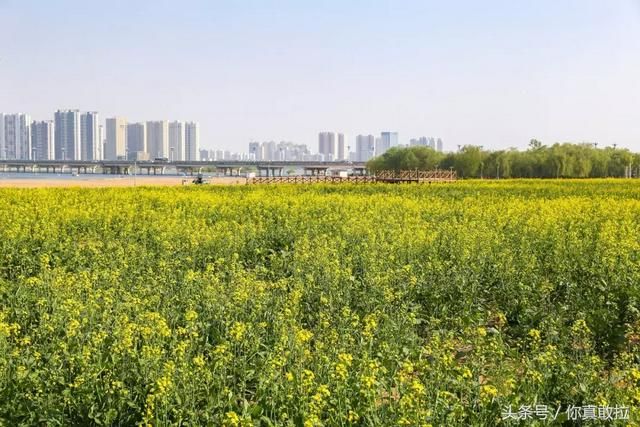 临沂油菜花基地在哪(临沂油菜花基地在哪里)