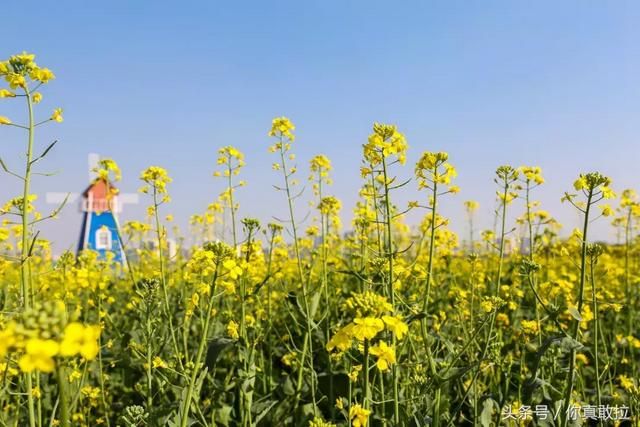 临沂油菜花基地在哪(临沂油菜花基地在哪里)