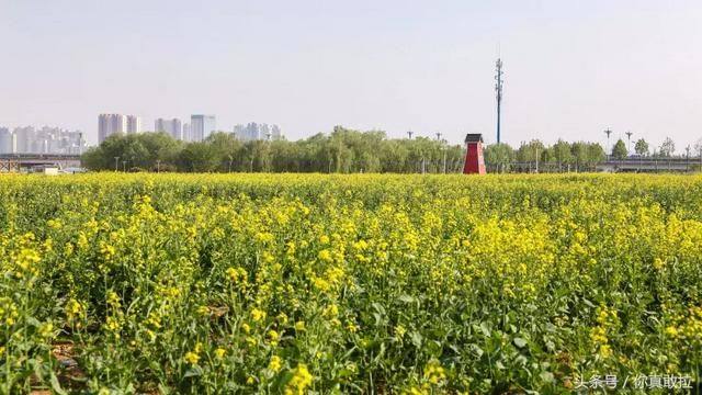 临沂油菜花基地在哪(临沂油菜花基地在哪里)