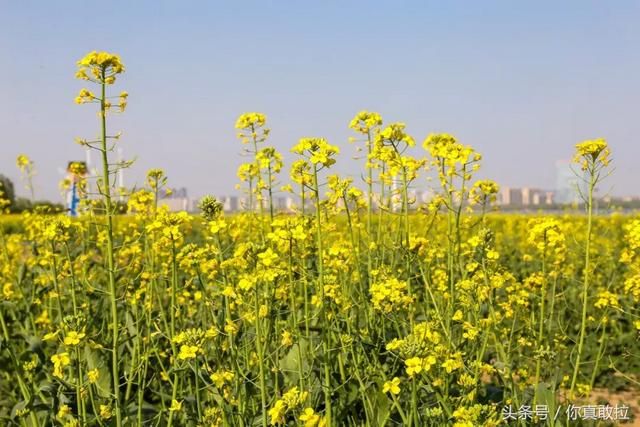 临沂油菜花基地在哪(临沂油菜花基地在哪里)