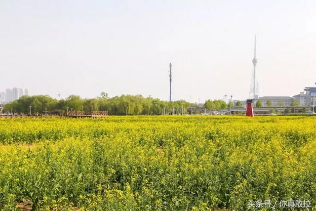 临沂油菜花基地在哪(临沂油菜花基地在哪里)